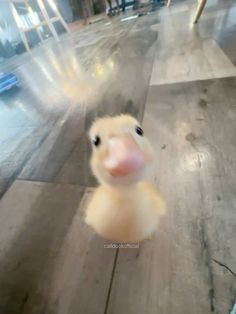 a baby duck is sitting on the floor