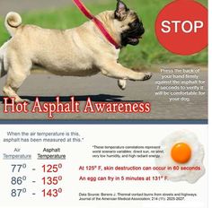 a dog running with an egg in it's mouth and the caption hot asphalt awareness