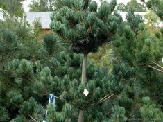 a pine tree is shown in the foreground with other trees and houses in the background