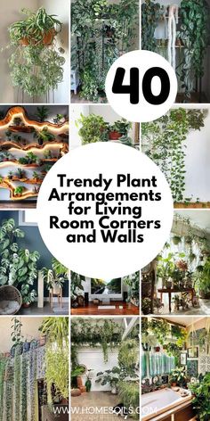 the top ten plants that are growing in different rooms and walls