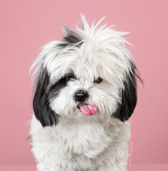 a small white and black dog with its tongue out sitting on a pink surface in front of a pink background