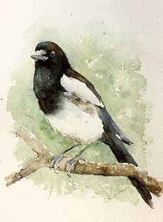 a watercolor painting of a black and white bird on a branch with green background