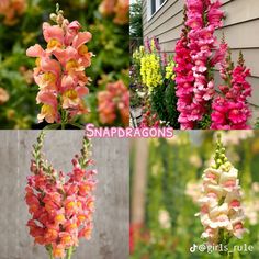 four different types of snapdragons are shown in this collage with the same color