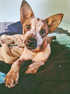 a dog laying on top of a pile of clothes