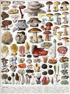 an illustration of different types of mushrooms