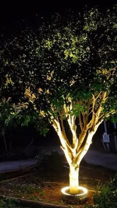 a lighted tree in the middle of a garden