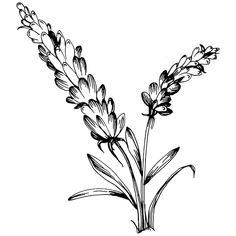 an ink drawing of some flowers on a white background, vintage line drawing or engraving illustration