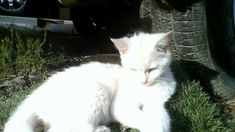 a white cat laying in the grass next to a car tire and looking at the camera