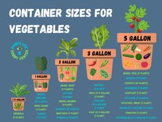 an info poster showing the different types of vegetables in each planter and how to grow them