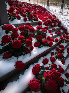 snow covered steps with red roses on them