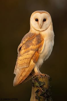 an owl sitting on top of a wooden post in front of a dark background,