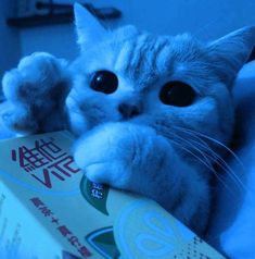 a white cat laying on top of a bed next to a box with chinese writing