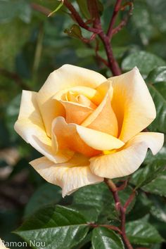 a yellow rose with green leaves in the background