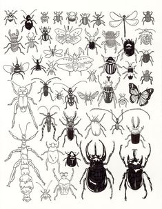 an image of bugs and insects in black ink on white paper by artist mark taylor