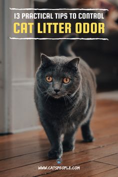 a cat walking across a wooden floor with the words 13 practical tips to control cat litter door