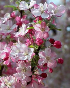 pink and white flowers are blooming on the tree