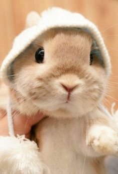 a small rabbit is wearing a white hat