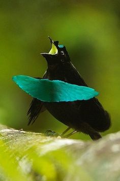 a small black and blue bird sitting on top of a leaf