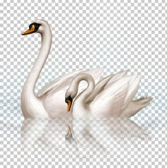 two white swans swimming in the water