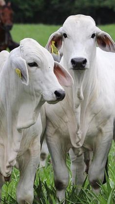 three white cows standing next to each other on a lush green field