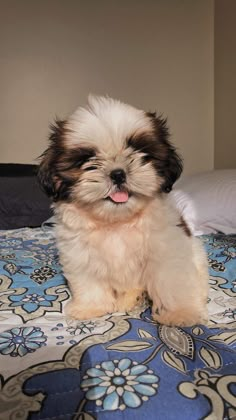 a small brown and white dog sitting on top of a blue flowered bedspread