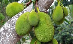 the fruit is growing on the tree and ready to be picked from it's branches