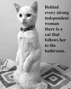 a white cat sitting on top of a bed next to a quote from the book behind every strong independent woman there is a cat that follows her