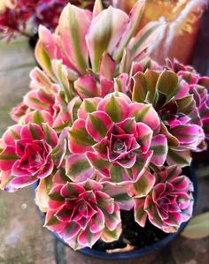 some pink and green plants in a blue pot