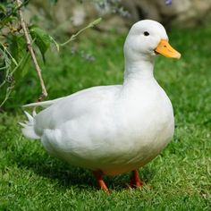 a white duck is standing in the grass