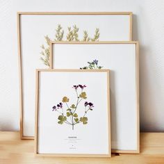 three framed pressed flowers on a wooden shelf next to each other, one with purple and yellow flowers