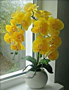 yellow flowers in a white vase on a window sill