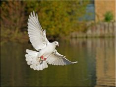 a white bird flying over water with the words dove cottage on it's side