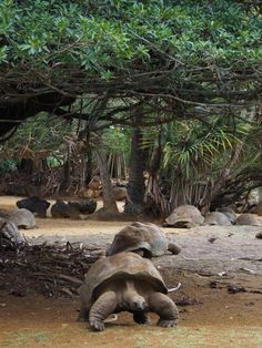 an elephant laying on the ground under some trees and rocks with another elephant in the background