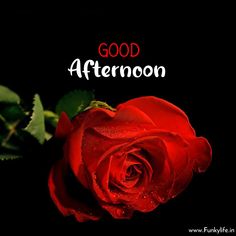 a red rose with the words good afternoon on it