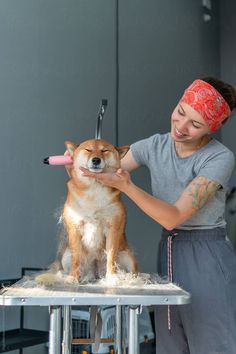 a woman grooming a dog on top of a table