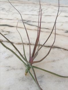 an air plant is growing on the ground