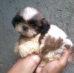 a person holding a small dog in their hand