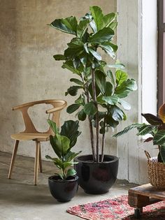 three potted plants sitting in front of a window