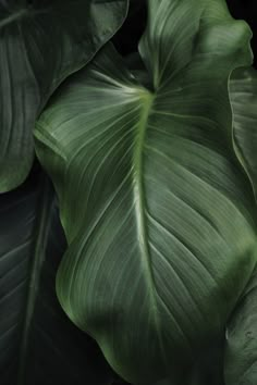 a large green leafy plant is shown in this close up photo with the leaves showing