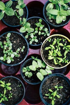 small plants are growing in black pots