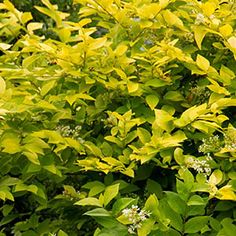 a bush with green leaves and white flowers