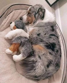 a dog curled up in a bed with a stuffed animal