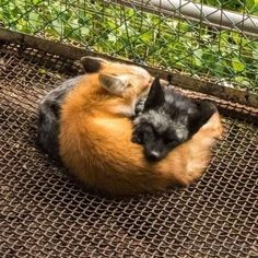 two cats are curled up in a ball on the ground near a wire mesh fence