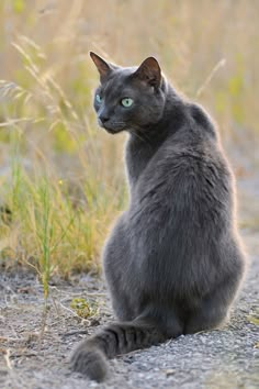 a gray cat sitting on the ground in front of some tall grass and weeds, looking off into the distance