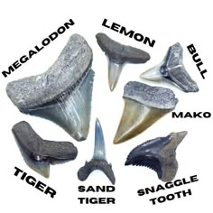 several different types of animal teeth are shown in this graphic above the words, megalodon, lemon, tiger, sand, and snake tooth