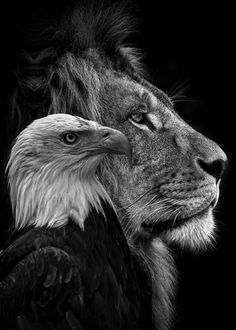 a black and white photo of an eagle next to a lion