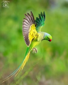 a green and yellow bird is flying in the air with it's wings spread