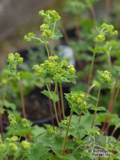 green plants with small yellow flowers growing in the ground next to each other and dirt on the ground behind them