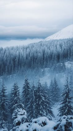 snow covered pine trees in the foreground and a snowy mountain in the back ground