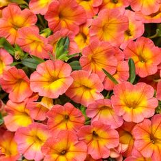 red and yellow flowers with green leaves in the background